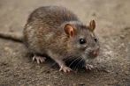 Tratamiento contra ratas y ratones desratización en Córdoba 14001